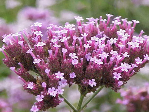 ESSENCIA VERBENA  LIQUIDO OLEOSO